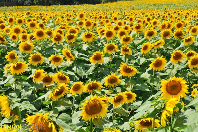 Grinters Sunflower Field-0102